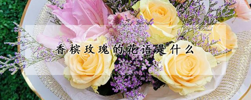 香檳玫瑰的花語是什麼