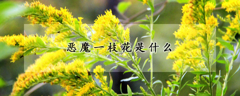 惡魔一枝花是什麼