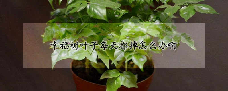 幸福樹葉子每天都掉怎麼辦啊