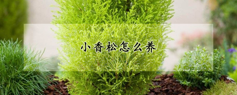 小香鬆怎麼養