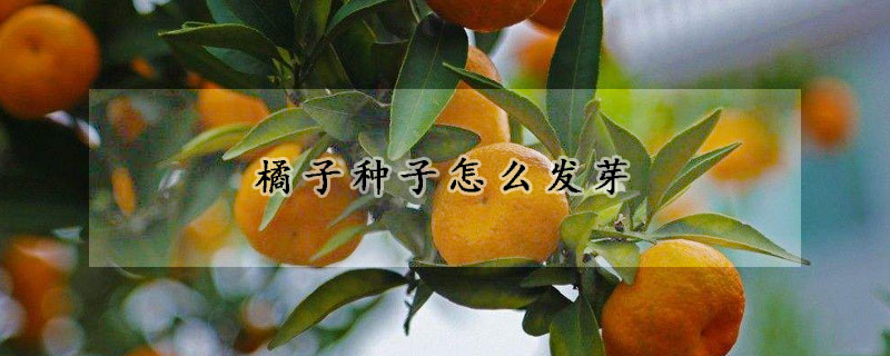 橘子種子怎麼發芽