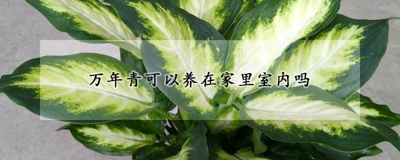 萬年青可以養在家裏室內嗎