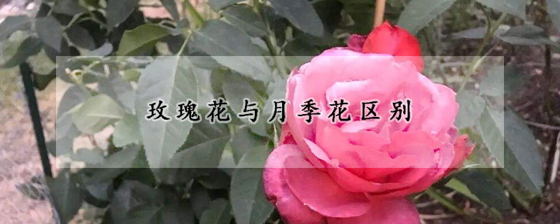 玫瑰花與月季花區別