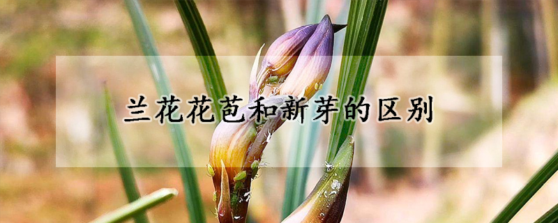 蘭花花苞和新芽的區別