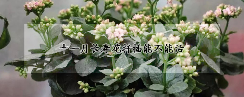 十一月長壽花扡插能不能活