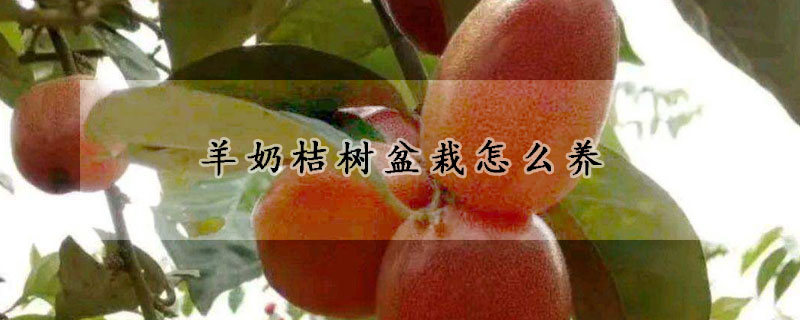 羊奶桔樹盆栽怎麼養