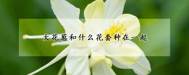 大花蔥和什麼花套種在一起