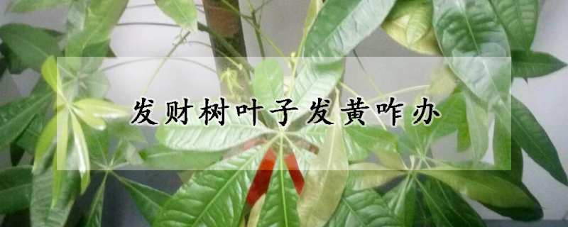 發財樹葉子發黃咋辦