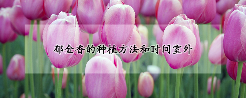 鬱金香的種植方法和時間室外