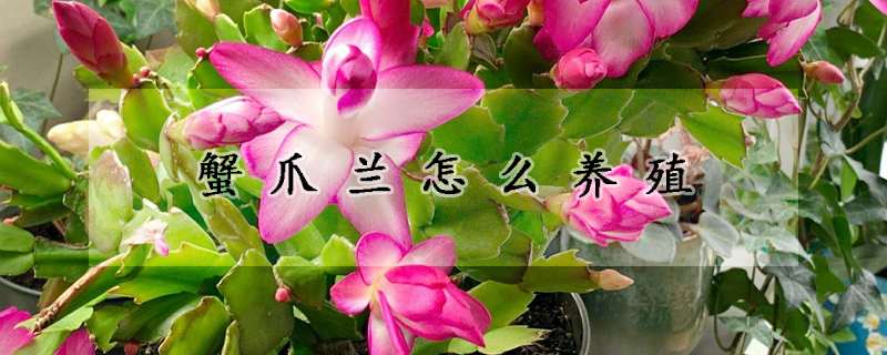 蟹爪蘭怎麼養殖
