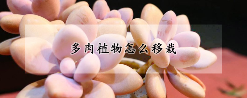 多肉植物怎麼移栽