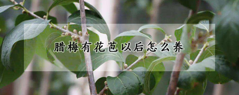 臘梅有花苞以後怎麼養