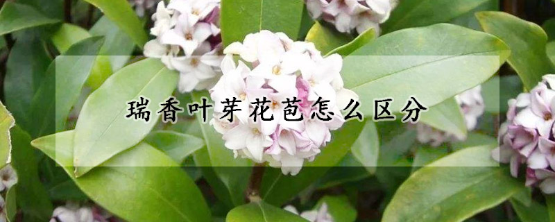 瑞香葉芽花苞怎麼區分