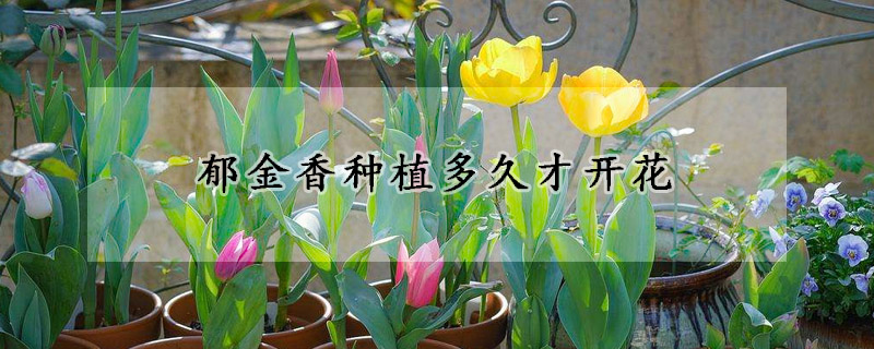 鬱金香種植多久才開花