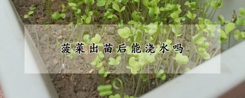 菠菜出苗後能澆水嗎