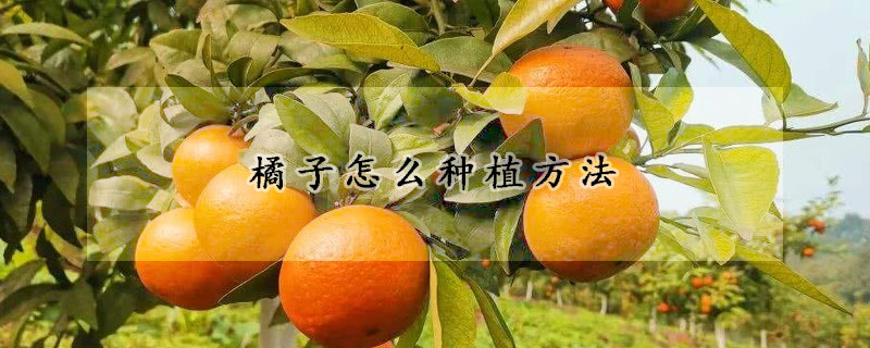 橘子怎麼種植方法