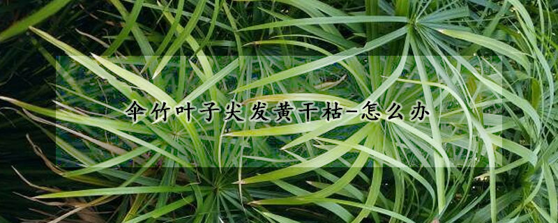 傘竹葉子尖發黃幹枯-怎麼辦
