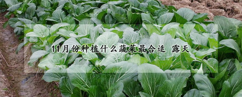 11月份種植什麼蔬菜最合適 露天