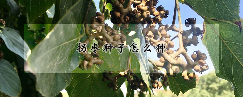 拐棗種子怎麼種