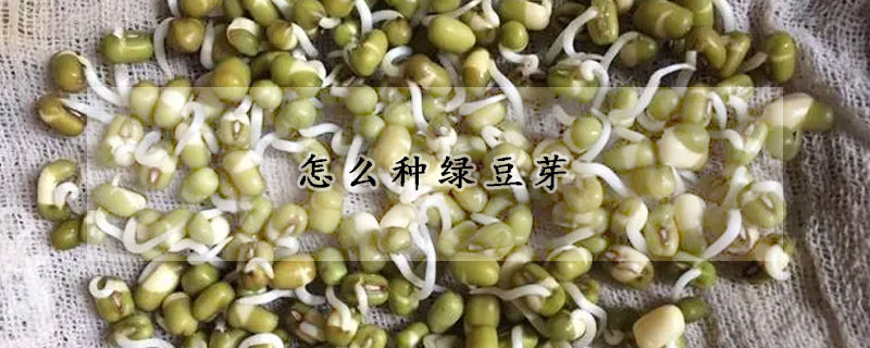 怎麼種綠豆芽