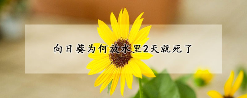 向日葵為何放水裏2天就死了