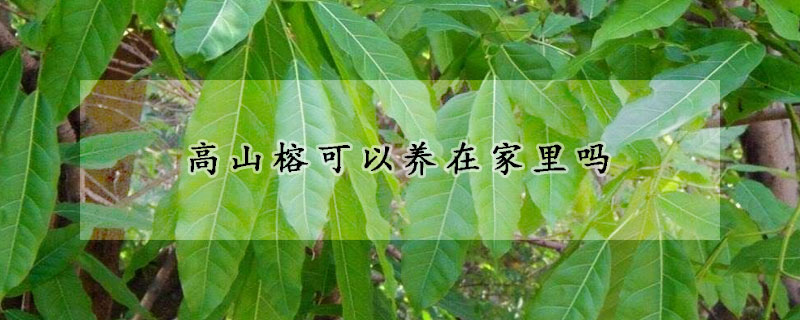 高山榕可以養在家裏嗎
