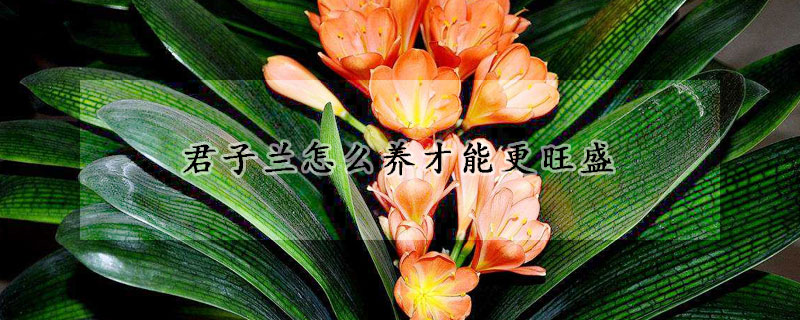 君子蘭怎麼養才能更旺盛