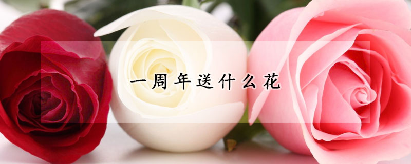 一周年送什麼花