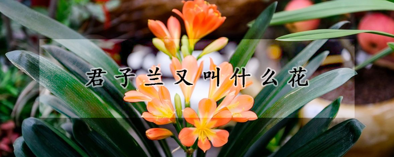 君子蘭又叫什麼花