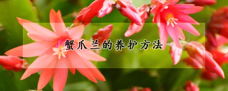 蟹爪蘭的養護方法