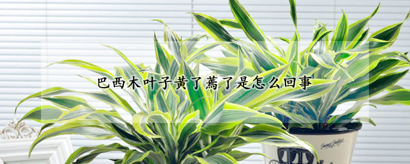 巴西木葉子黃了蔫了是怎麼回事