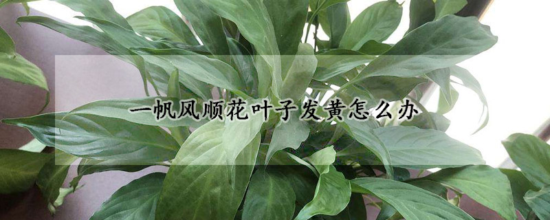 一帆風順花葉子發黃怎麼辦