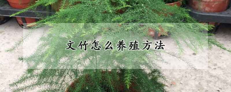 文竹怎麼養殖方法