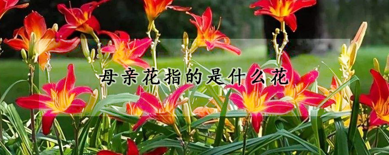 母親花指的是什麼花