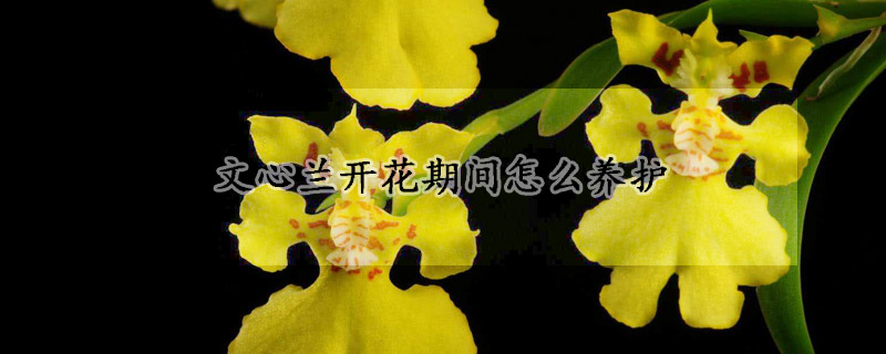 文心蘭開花期間怎麼養護