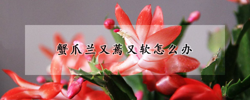 蟹爪蘭又蔫又軟怎麼辦