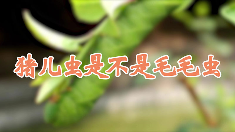 豬兒蟲是不是毛毛蟲