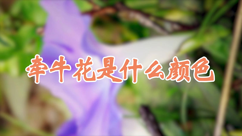 牽牛花是什麼顏色