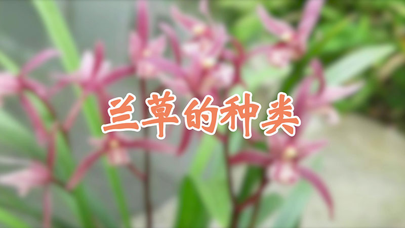 蘭草的種類