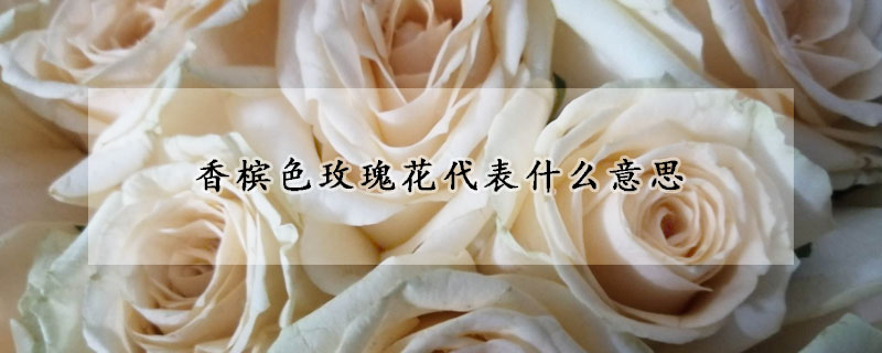 香檳色玫瑰花代表什麼意思