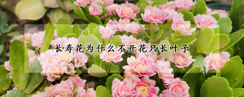 長壽花為什麼不開花隻長葉子