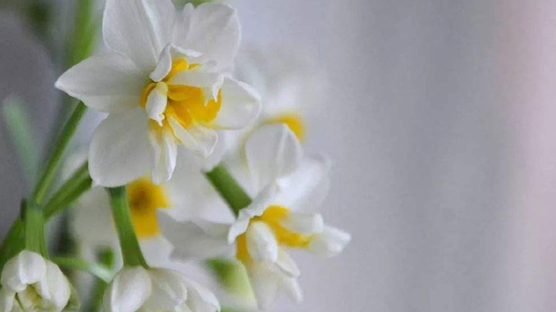 水仙花開花後怎麼處理成種球