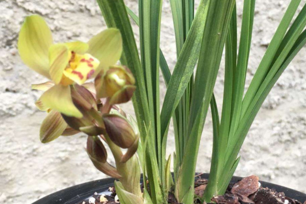 蘭花開花是什麼兆頭