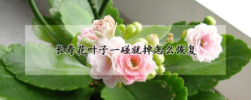 長壽花葉子一碰就掉怎麼恢複
