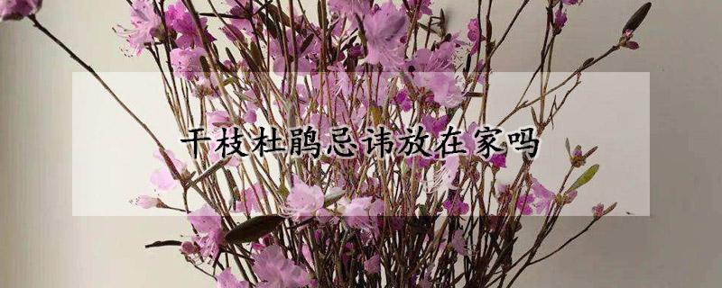 幹枝杜鵑忌諱放在家嗎