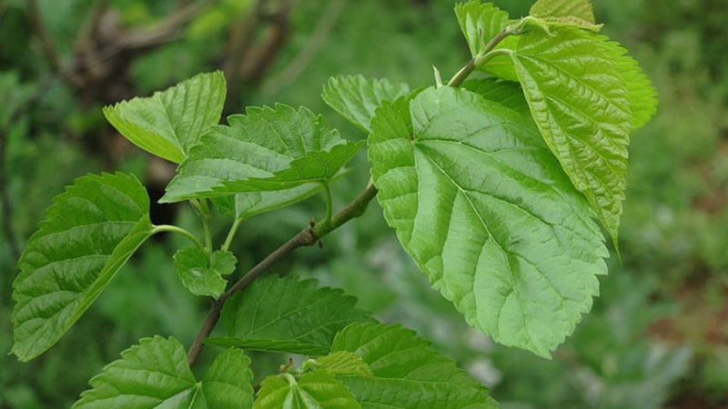桑樹苗怎麼栽種