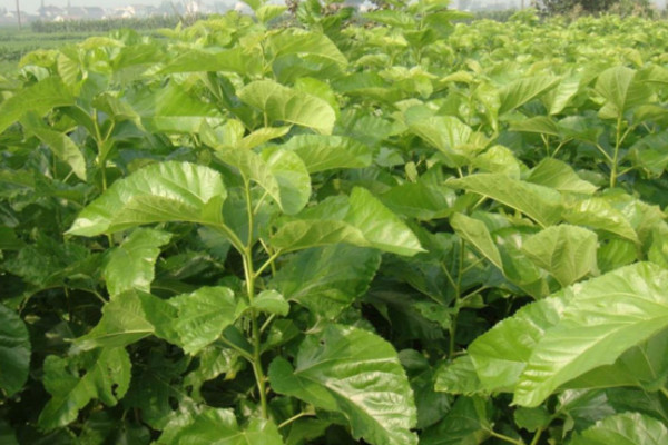桑樹苗怎麼栽種