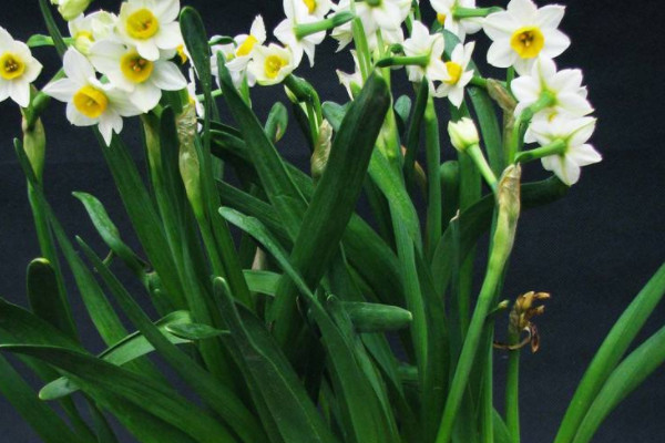 水仙花葉子發黃怎麼處理