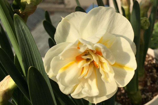 水仙花葉子發黃怎麼處理