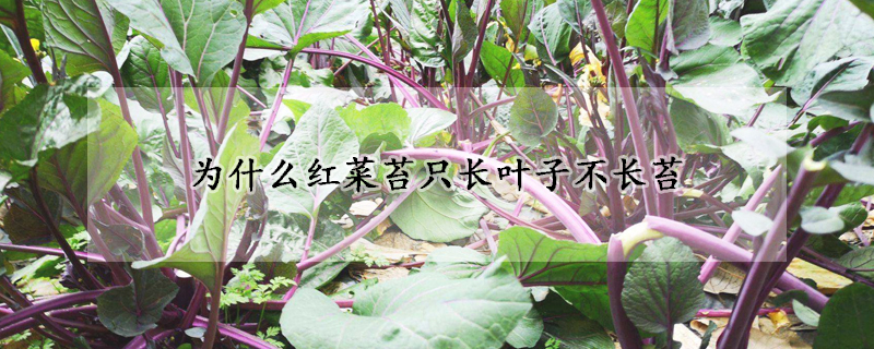 為什麼紅菜苔隻長葉子不長苔